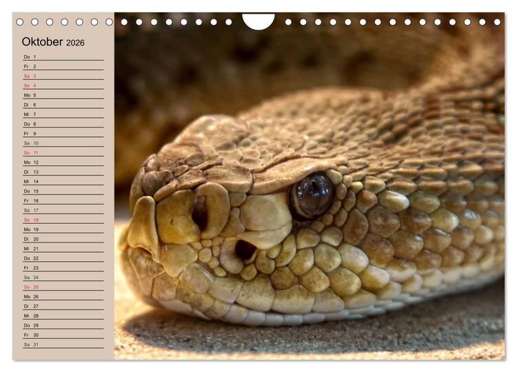 Produktbild: Giftschlangen (Wandkalender 2026 DIN A4 quer), CALVENDO Monatskalender