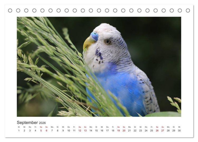 Produktbild: Wellensittichkalender! - Das Original (Tischkalender 2026 DIN A5 quer), CALVENDO Monatskalender