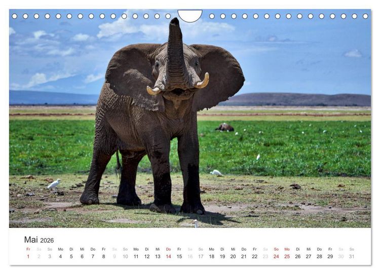 Produktbild: Elefanten - Sanfte Riesen in Afrika (Wandkalender 2026 DIN A4 quer), CALVENDO Monatskalender