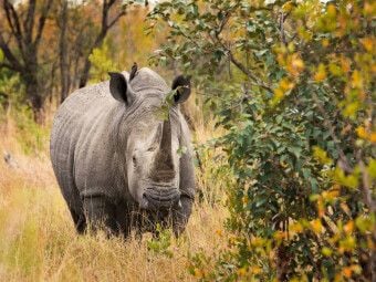 Produktbild: CALVENDO Puzzle Nashorn in seinem Lebensraum | 1000 Teile Lege-Gr&ouml;&szlig;e 64x48cm Foto-Puzzle f&uuml;r gl&uuml;ckliche Stunden