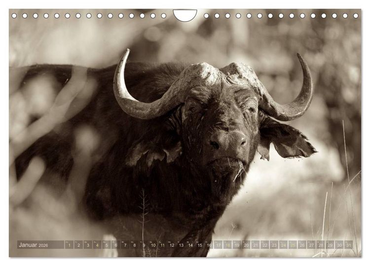 Produktbild: Botswana &ndash; Impressionen aus Afrika (Wandkalender 2026 DIN A4 quer), CALVENDO Monatskalender