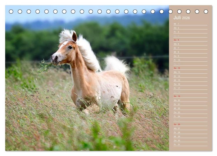 Produktbild: Haflinger / Geburtstagskalender (Tischkalender 2026 DIN A5 quer), CALVENDO Monatskalender