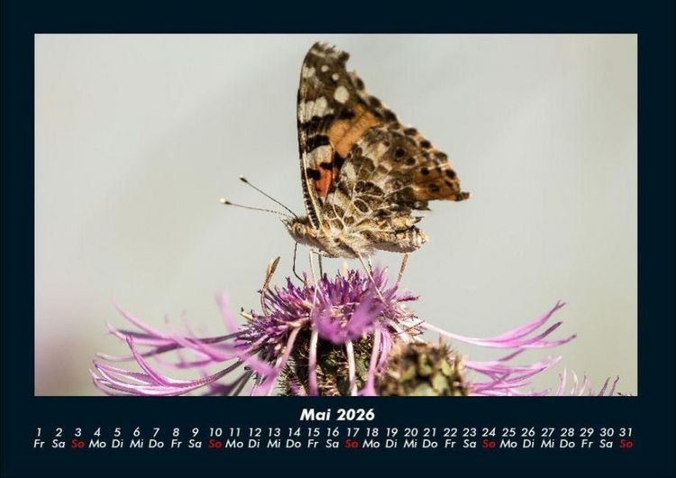 Produktbild: Bunte Pracht der Schmetterlinge 2026 Fotokalender DIN A4