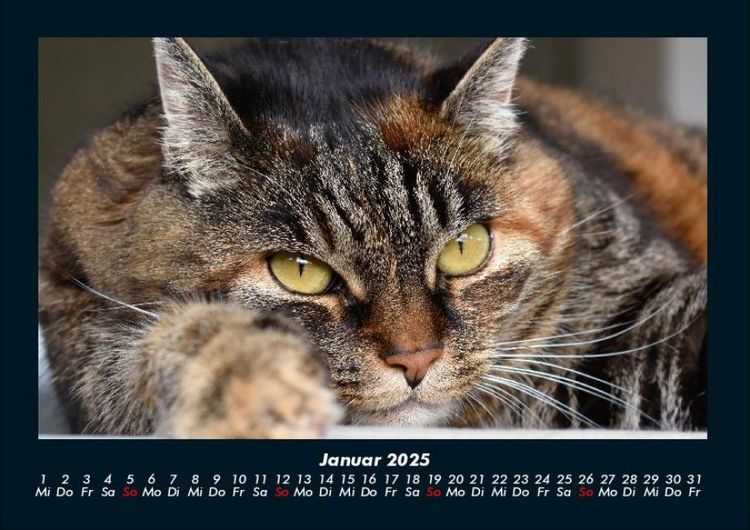 Produktbild: F&uuml;r Katzenfreunde 2025 Fotokalender DIN A4