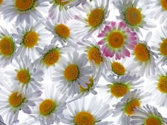Produktbild: CALVENDO Puzzle G&auml;nsebl&uuml;mchen | 1000 Teile Lege-Gr&ouml;&szlig;e 64x48cm Foto-Puzzle f&uuml;r gl&uuml;ckliche Stunden