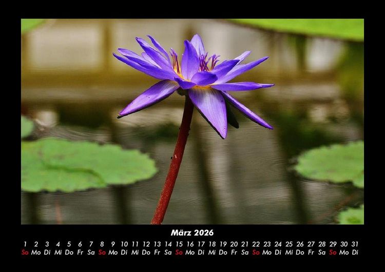 Produktbild: Blumenkalender 2026 Fotokalender DIN A3