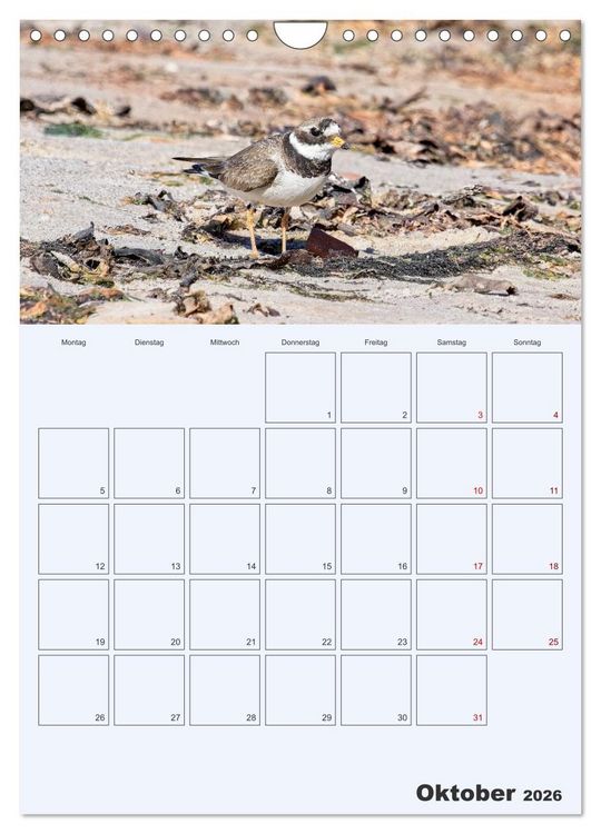 Produktbild: Wildes Leben auf Helgoland (Wandkalender 2026 DIN A4 hoch), CALVENDO Monatskalender