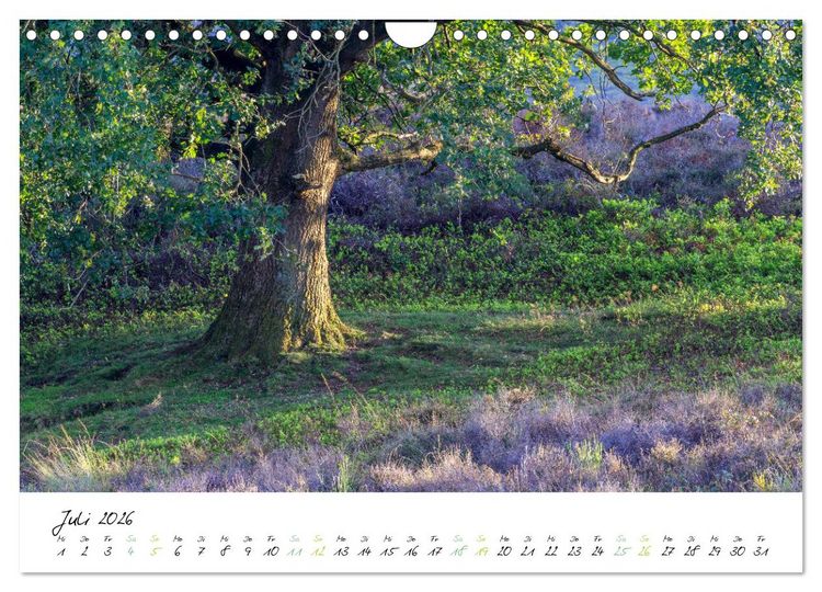 Produktbild: In der Welt der B&auml;ume (Wandkalender 2026 DIN A4 quer), CALVENDO Monatskalender