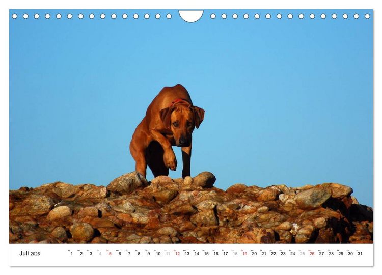 Produktbild: Rhodesian Ridgebacks (Wandkalender 2026 DIN A4 quer), CALVENDO Monatskalender