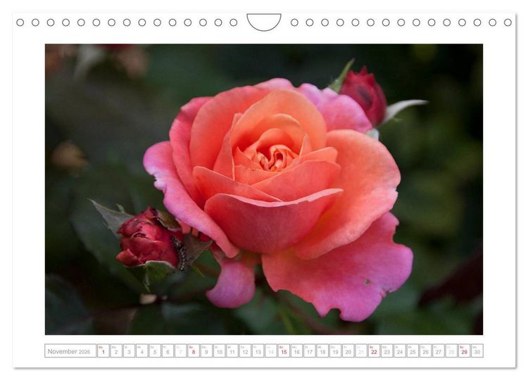 Produktbild: Rosen Schleswig-Holsteins (Wandkalender 2026 DIN A4 quer), CALVENDO Monatskalender