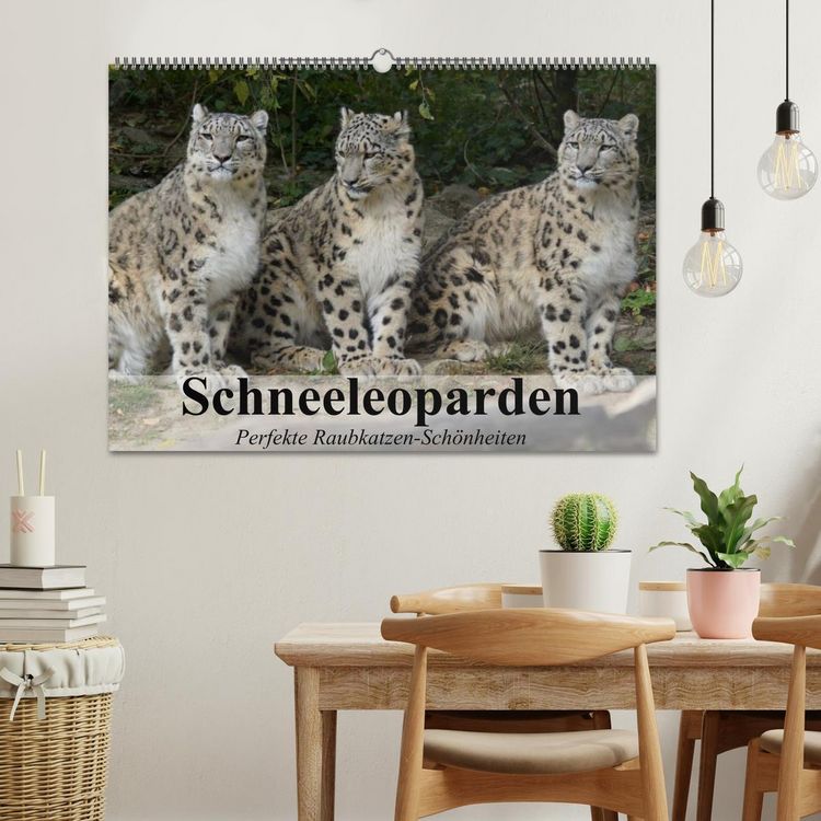 Produktbild: Schneeleoparden. Perfekte Raubkatzen-Sch&ouml;nheiten (Wandkalender 2026 DIN A2 quer), CALVENDO Monatskalender
