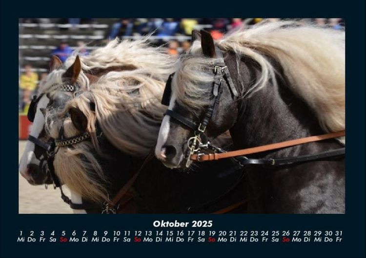 Produktbild: Pferdegefl&uuml;ster 2025 Fotokalender DIN A4