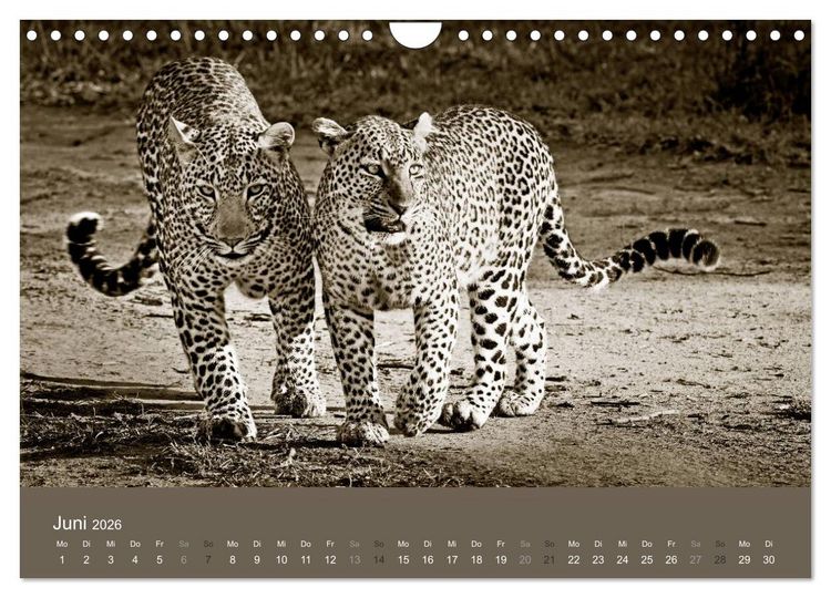 Produktbild: Wildes Afrika (Wandkalender 2026 DIN A4 quer), CALVENDO Monatskalender