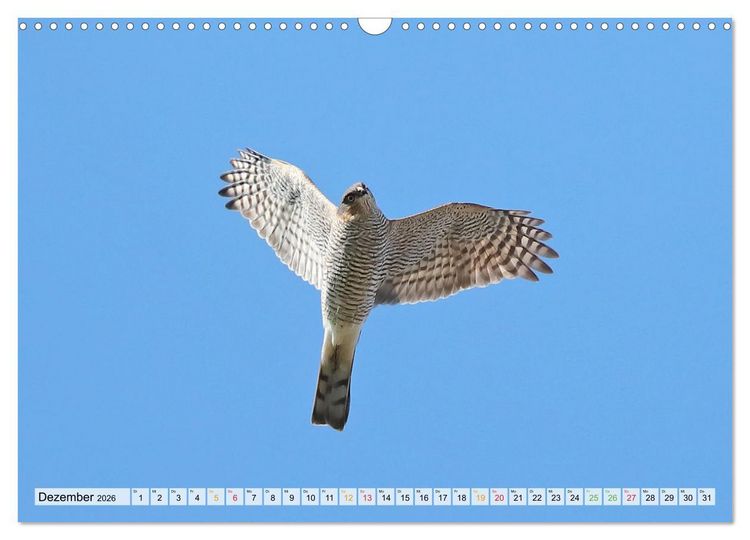 Produktbild: Spitze Krallen und scharfer Blick - Verhalten Sperber (Wandkalender 2026 DIN A3 quer), CALVENDO Monatskalender