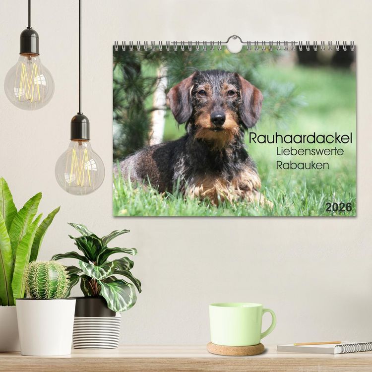 Produktbild: Liebenswerte Rabauken - Rauhaardackel (Wandkalender 2026 DIN A4 quer), CALVENDO Monatskalender