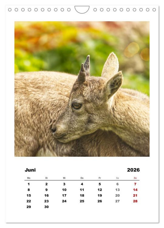 Produktbild: Alpen-Steinb&ouml;cke, imposante Horntr&auml;ger (Wandkalender 2026 DIN A4 hoch), CALVENDO Monatskalender