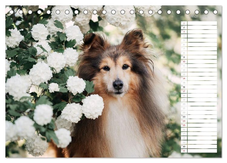 Produktbild: Shetland Sheepdogs Blacky, Anry, Mojo 2026 (Tischkalender 2026 DIN A5 quer), CALVENDO Monatskalender