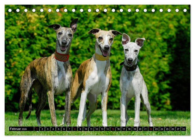 Produktbild: Schnell wie der Wind - Whippet (Tischkalender 2026 DIN A5 quer), CALVENDO Monatskalender