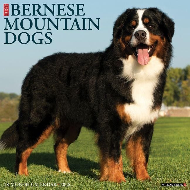 Produktbild: Bernese Mountain Dogs 2026 Wall Calendar