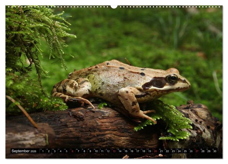 Produktbild: Salamander und Co. (hochwertiger Premium Wandkalender 2026 DIN A2 quer), Kunstdruck in Hochglanz
