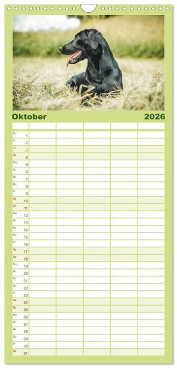 Produktbild: Familienplaner 2026 - Faszination Labrador - gelb, foxred, schwarz mit 5 Spalten (Wandkalender, 21 x 45 cm) CALVENDO