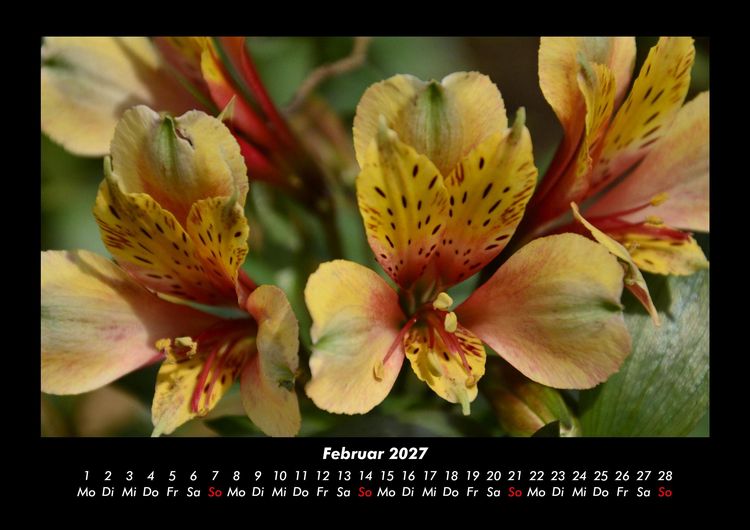 Produktbild: Blumentr&auml;ume 2027 Fotokalender DIN A3