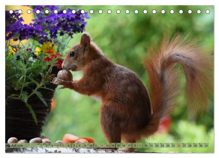 Produktbild: Eichh&ouml;rnchen-Spa&szlig; (Tischkalender 2026 DIN A5 quer), CALVENDO Monatskalender