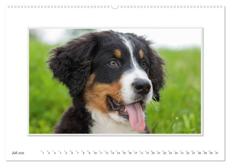 Produktbild: Emotionale Momente: Berner Sennenhund. (Wandkalender 2026 DIN A2 quer), CALVENDO Monatskalender