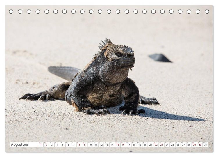 Produktbild: Galapagos-Inseln - Ein Paradies f&uuml;r Tiere (Tischkalender 2026 DIN A5 quer), CALVENDO Monatskalender