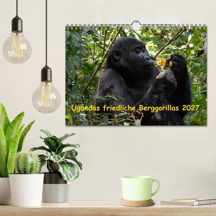 Produktbild: Ugandas friedliche Berggorillas (Wandkalender 2027 DIN A4 quer), CALVENDO Monatskalender