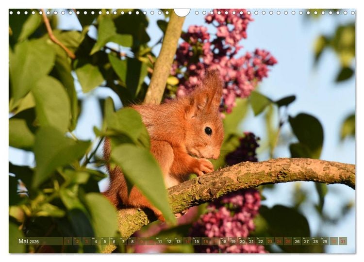 Produktbild: Neuer Spa&szlig; mit Eichh&ouml;rnchen-Kindern (Wandkalender 2026 DIN A3 quer), CALVENDO Monatskalender