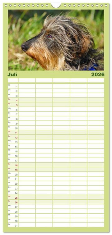 Produktbild: Familienplaner 2026 - Der Zwergrauhaardackel - Eigensinnig und Liebenswert mit 5 Spalten (Wandkalender, 21 x 45 cm) CALVENDO