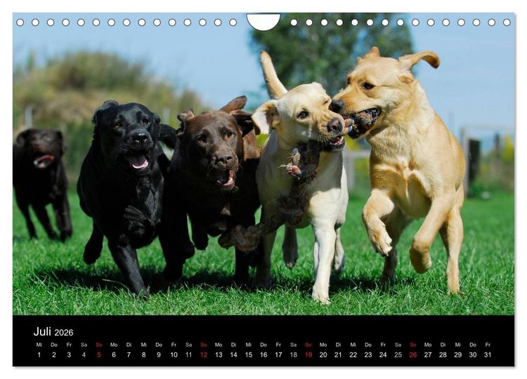 Produktbild: Labrador Retriever 2026 (Wandkalender 2026 DIN A4 quer), CALVENDO Monatskalender