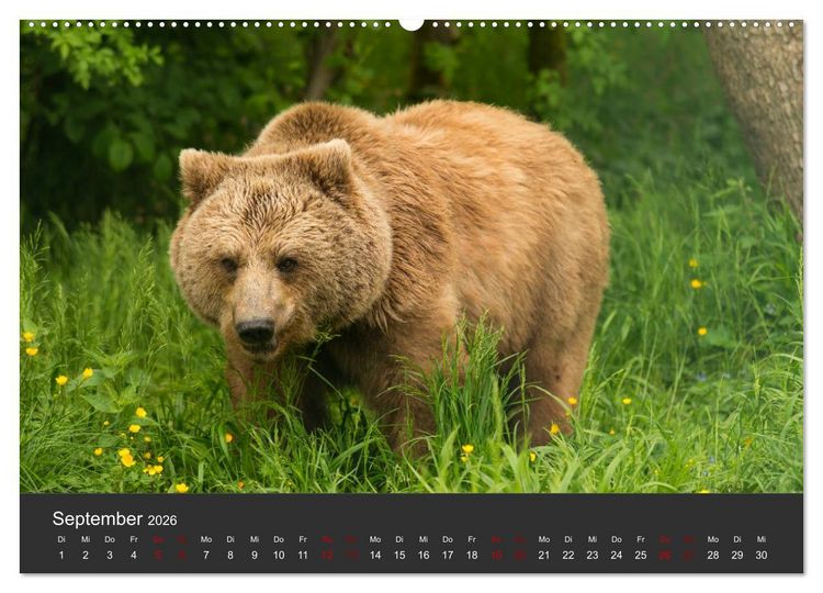 Produktbild: Die grossen B&auml;rentatzen (Wandkalender 2026 DIN A2 quer), CALVENDO Monatskalender