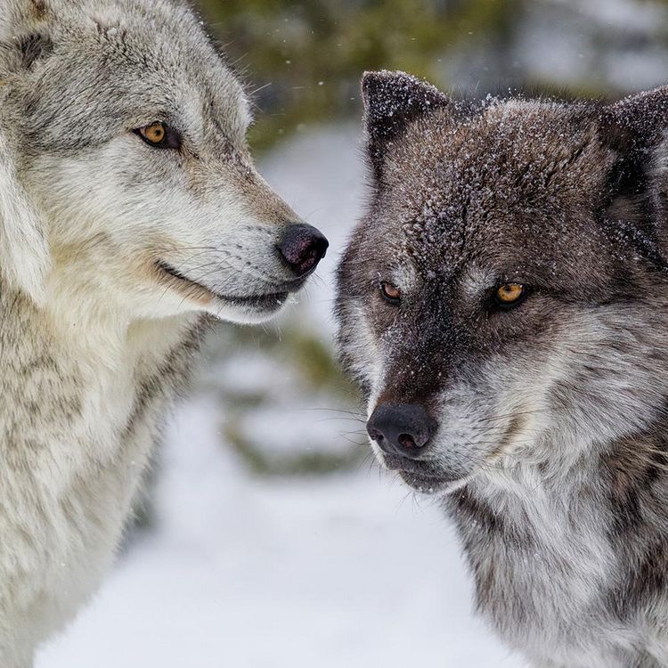 Produktbild: Wolves 2024