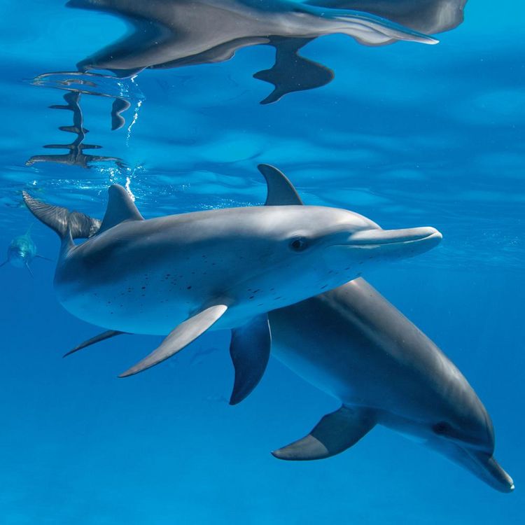 Produktbild: Dolphins/Delfine 2024