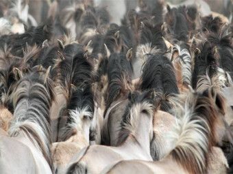 Produktbild: CALVENDO Puzzle D&uuml;lmener Wildpferde | 1000 Teile Lege-Gr&ouml;&szlig;e 64x48cm Foto-Puzzle f&uuml;r gl&uuml;ckliche Stunden