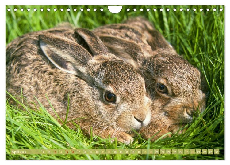 Produktbild: Wald-Kindergarten: Tierkinder im Wald (Wandkalender 2026 DIN A4 quer), CALVENDO Monatskalender
