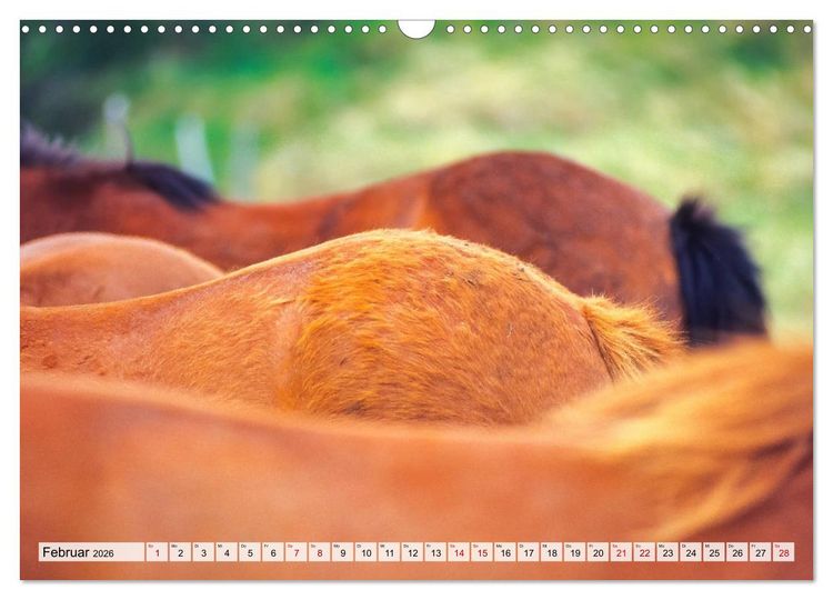 Produktbild: Popo-Kalender (Wandkalender 2026 DIN A3 quer), CALVENDO Monatskalender