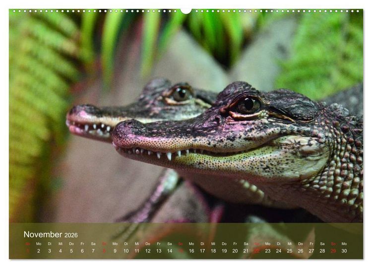 Produktbild: Alligatoren und Co. (Wandkalender 2026 DIN A2 quer), CALVENDO Monatskalender