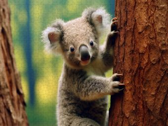 Produktbild: CALVENDO Puzzle Koala an einem Baum | 2000 Teile Lege-Gr&ouml;&szlig;e 90x67cm Foto-Puzzle f&uuml;r gl&uuml;ckliche Stunden