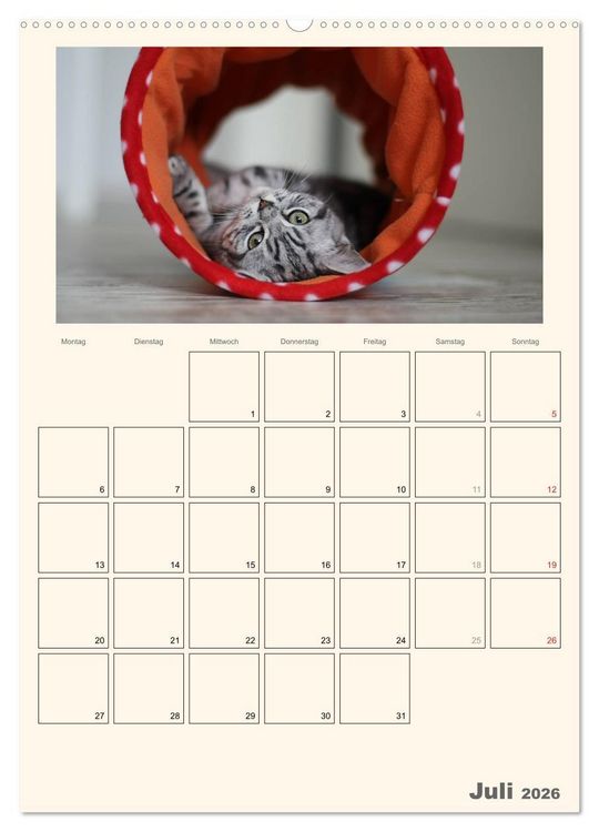 Produktbild: Schmusige Britisch Kurzhaar (Wandkalender 2026 DIN A2 hoch), CALVENDO Monatskalender
