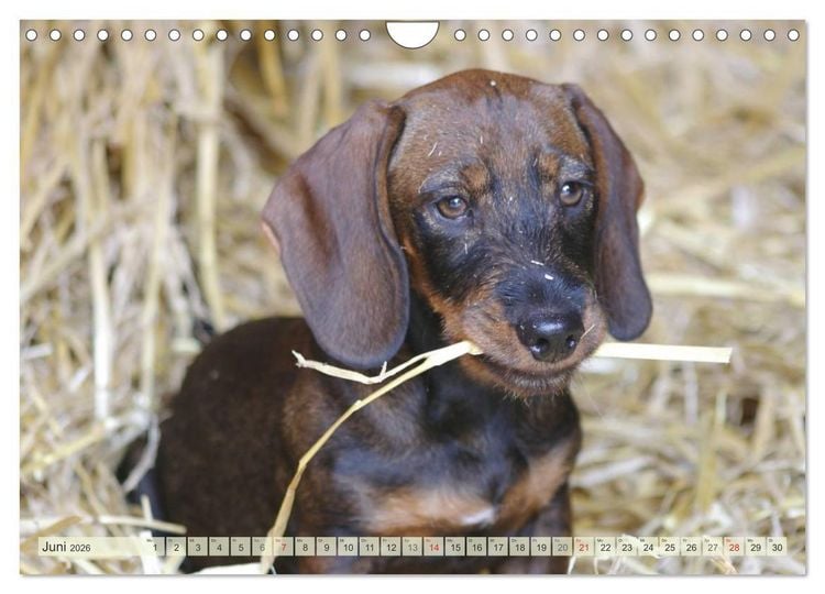 Produktbild: Liebenswerte Rabauken Rauhaardackel / CH-Version (Wandkalender 2026 DIN A4 quer), CALVENDO Monatskalender