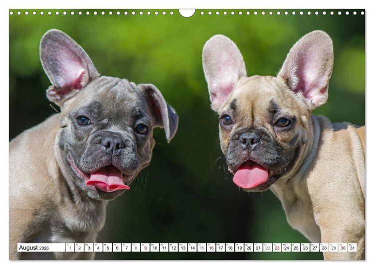 Produktbild: Kleiner Kobold Franz&ouml;sische Bulldogge (Wandkalender 2026 DIN A3 quer), CALVENDO Monatskalender
