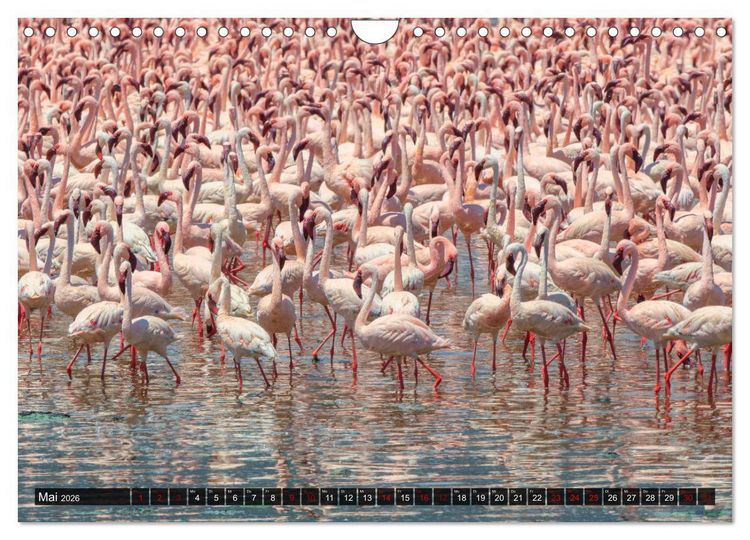 Produktbild: Auf Safari in Kenia 2026 (Wandkalender 2026 DIN A4 quer), CALVENDO Monatskalender