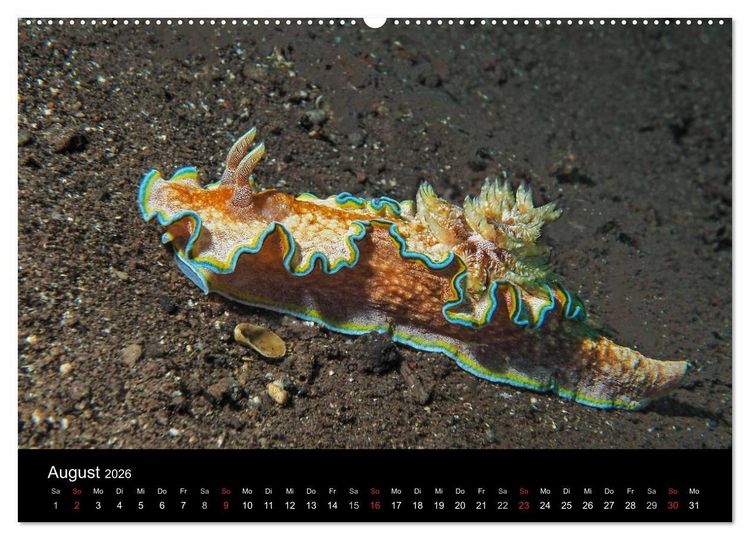 Produktbild: Unterwasserwelt Nacktschnecken (hochwertiger Premium Wandkalender 2026 DIN A2 quer), Kunstdruck in Hochglanz