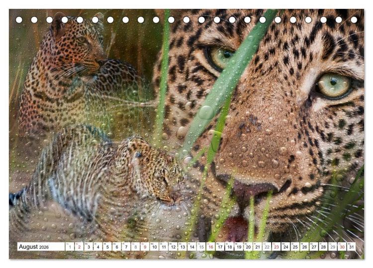 Produktbild: Emotionale Momente: African Dreams (Tischkalender 2026 DIN A5 quer), CALVENDO Monatskalender