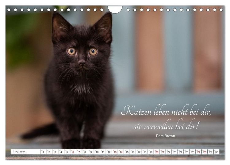 Produktbild: Kitten auf Entdeckungsreise (Wandkalender 2026 DIN A4 quer), CALVENDO Monatskalender