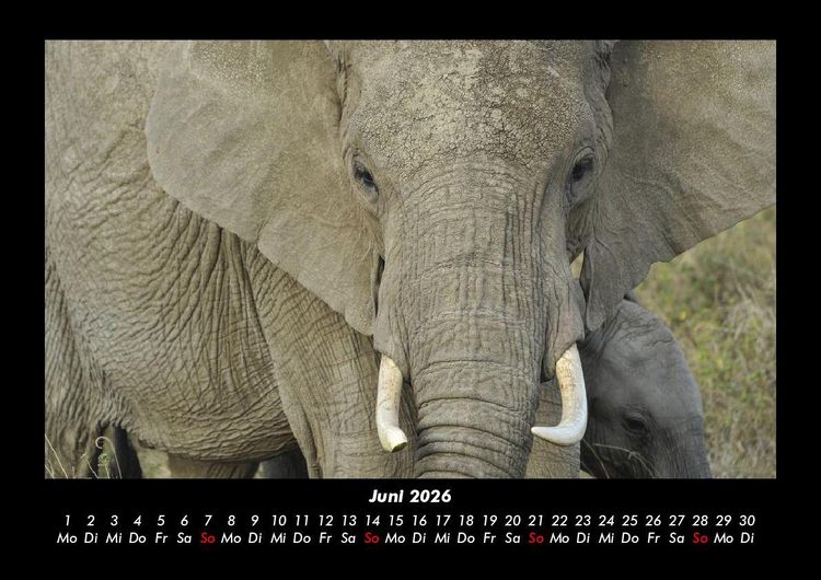Produktbild: Welt der Tiere 2026 Fotokalender DIN A3