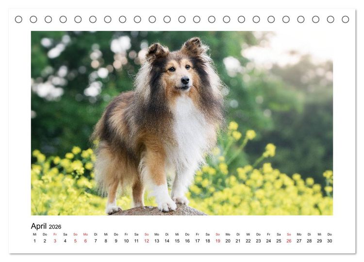 Produktbild: Herzensshelties - Shetland Sheepdogs (Tischkalender 2026 DIN A5 quer), CALVENDO Monatskalender